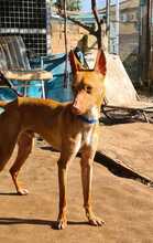MANGO, Hund, Podenco-Mischling in Spanien - Bild 2