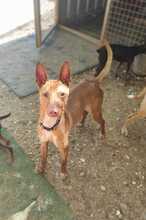 MANGO, Hund, Podenco-Mischling in Spanien - Bild 3