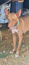 MANGO, Hund, Podenco-Mischling in Spanien - Bild 4