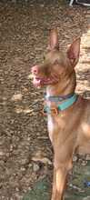 MANGO, Hund, Podenco-Mischling in Spanien - Bild 5