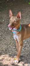 MANGO, Hund, Podenco-Mischling in Spanien - Bild 7