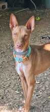 MANGO, Hund, Podenco-Mischling in Spanien - Bild 8