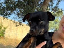 CIKKU, Hund, Chihuahua Mix in Malta - Bild 1