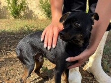 CIKKU, Hund, Chihuahua Mix in Malta - Bild 2