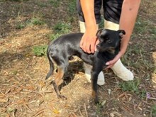 CIKKU, Hund, Chihuahua Mix in Malta - Bild 3