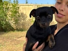 CIKKU, Hund, Chihuahua Mix in Malta - Bild 4