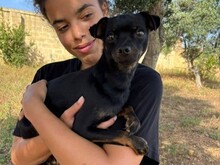 CIKKU, Hund, Chihuahua Mix in Malta - Bild 5