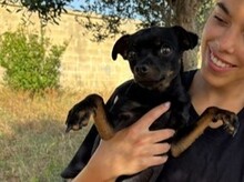 CIKKU, Hund, Chihuahua Mix in Malta - Bild 6