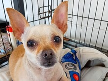 MAX, Hund, Chihuahua Mix in Malta - Bild 1