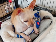 MAX, Hund, Chihuahua Mix in Malta - Bild 2