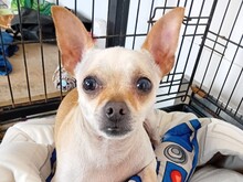 MAX, Hund, Chihuahua Mix in Malta - Bild 3