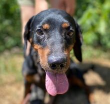 CHIBI, Hund, Mischlingshund in Slowakische Republik - Bild 1