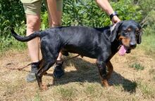CHIBI, Hund, Mischlingshund in Slowakische Republik - Bild 2