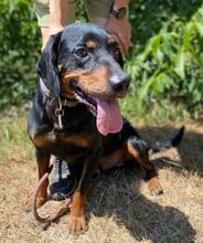 CHIBI, Hund, Mischlingshund in Slowakische Republik - Bild 3