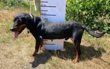 CHIBI, Hund, Mischlingshund in Slowakische Republik - Bild 4