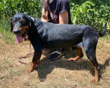 CHIBI, Hund, Mischlingshund in Slowakische Republik - Bild 5