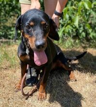 CHIBI, Hund, Mischlingshund in Slowakische Republik - Bild 6