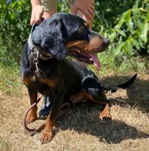 CHIBI, Hund, Mischlingshund in Slowakische Republik - Bild 7