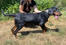 CHIBI, Hund, Mischlingshund in Slowakische Republik - Bild 8