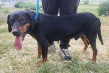 CHIBI, Hund, Mischlingshund in Slowakische Republik - Bild 9
