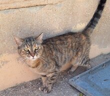 MICAELA, Katze, Europäisch Kurzhaar in Spanien