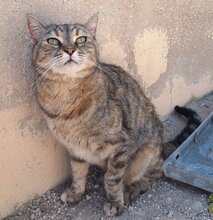 MICAELA, Katze, Europäisch Kurzhaar in Spanien - Bild 2