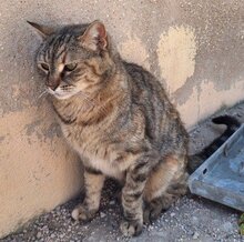 MICAELA, Katze, Europäisch Kurzhaar in Spanien - Bild 3