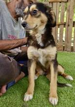CHELSEA, Hund, Mischlingshund in Rumänien - Bild 10