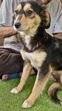CHELSEA, Hund, Mischlingshund in Rumänien - Bild 11