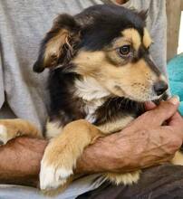 CHELSEA, Hund, Mischlingshund in Rumänien - Bild 12