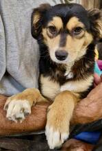 CHELSEA, Hund, Mischlingshund in Rumänien - Bild 13
