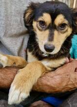 CHELSEA, Hund, Mischlingshund in Rumänien - Bild 14