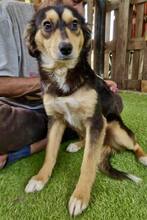 CHELSEA, Hund, Mischlingshund in Rumänien - Bild 2