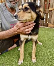 CHELSEA, Hund, Mischlingshund in Rumänien - Bild 5