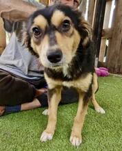 CHELSEA, Hund, Mischlingshund in Rumänien - Bild 6