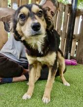 CHELSEA, Hund, Mischlingshund in Rumänien - Bild 7