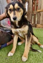 CHELSEA, Hund, Mischlingshund in Rumänien - Bild 8