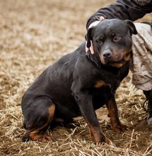 PAUL, Hund, Rottweiler-Mischlingsrüde in Ungarn - Bild 1