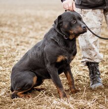 PAUL, Hund, Rottweiler-Mischlingsrüde in Ungarn - Bild 2