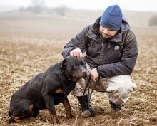PAUL, Hund, Rottweiler-Mischlingsrüde in Ungarn - Bild 3