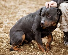 PAUL, Hund, Rottweiler-Mischlingsrüde in Ungarn - Bild 4