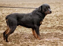 PAUL, Hund, Rottweiler-Mischlingsrüde in Ungarn - Bild 5