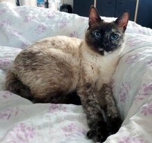 MAGIC, Katze, Siamkatze in Schönau