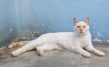 MAGIC, Katze, Siamkatze in Schönau - Bild 10