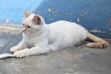 MAGIC, Katze, Siamkatze in Schönau - Bild 11