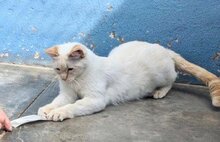 MAGIC, Katze, Siamkatze in Schönau - Bild 12