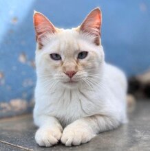 MAGIC, Katze, Siamkatze in Schönau - Bild 13