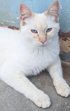 MAGIC, Katze, Siamkatze in Schönau - Bild 14