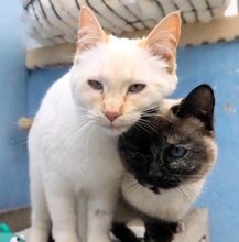 MAGIC, Katze, Siamkatze in Schönau - Bild 2
