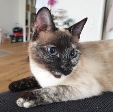 MAGIC, Katze, Siamkatze in Schönau - Bild 3